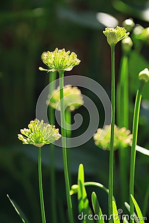 Pretty Millennium Allium stems with heads starting to open Stock Photo