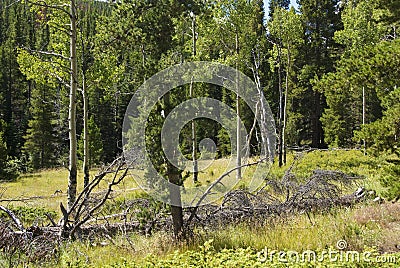 Pretty Mountain Meadow Scene Stock Photo