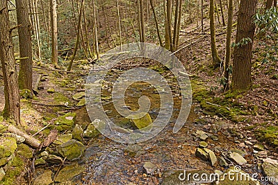 Pretty Mountain Stream Running Through the Forest Stock Photo
