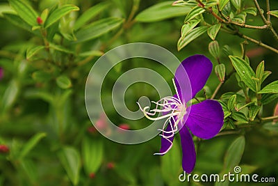 Pretty much wild peony flower Stock Photo