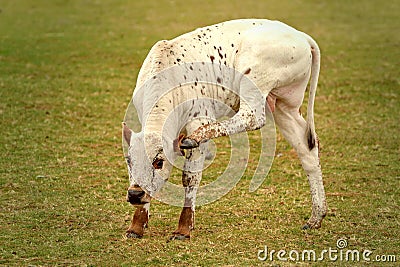 Nguni bull calf in South Africa Stock Photo