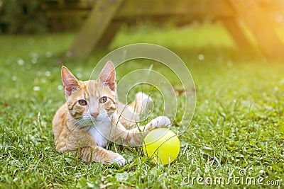 Pretty orange tabby cat playing outside Stock Photo