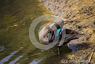 A pretty Pacific Black Duck is preening its wing feathers by the lake. Stock Photo
