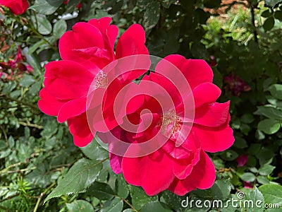 Pretty Pair of Red Roses Stock Photo