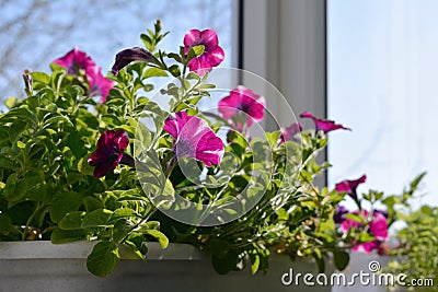 Pretty petunia flowers grow in container. Sunny spring day. Balcony greening Stock Photo