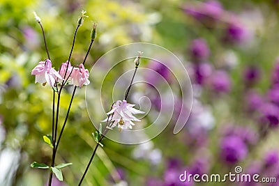 Pretty pink aquilegia flowers in the summer sunshine, with a shallow depth of field Stock Photo