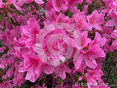 Pretty Pink Azalea Flowers in the Springtime in April Stock Photo