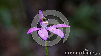 pretty pink caladenia carnea orchid in flower Stock Photo