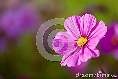 A pretty pink cosmos flower with shallow depth of field Stock Photo