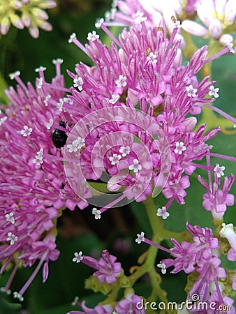 This pretty pink flower is a wild root flower. Stock Photo