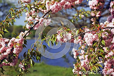 Pretty pink flowers Stock Photo