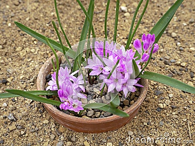 Pretty pink flowers and thin green leaves of Lachenalia paucifolia Stock Photo