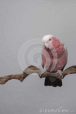 Pretty pink galah cockatoo, seen from the front on a branch on a grey background leaning forwards towards the camera Stock Photo