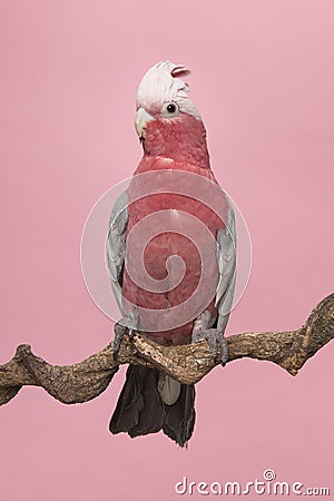 Pretty pink galah cockatoo, seen from the side sitting on a branch on a pink background with its crest up Stock Photo