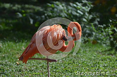 Pretty Pink Greater Flamingo Balancing Stock Photo