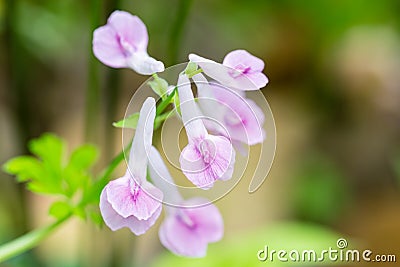 Pretty pink little flower Stock Photo