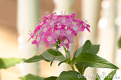 Pink Pentas Plant In Summer Stock Photo