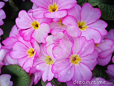 Pretty pink primrose flowers, variety Woodland Delight Stock Photo