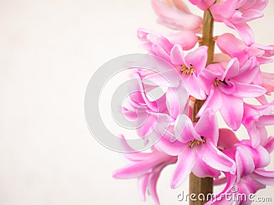 Pretty pink and white hyacinth flowers on white background Stock Photo