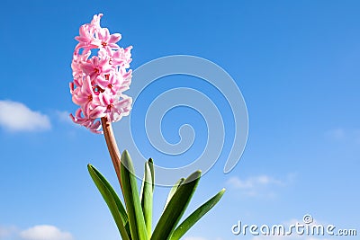 Pretty pink and white hyacinth flowers with a blue sky in the background Stock Photo