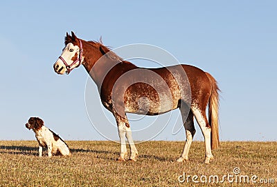 Pretty pony and companion dog Stock Photo