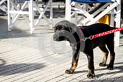 Pretty Puppy with a red collar standing outdoors Stock Photo