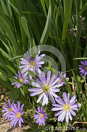 Pretty purple Grecian Balkan Anemone flowers close-up Stock Photo