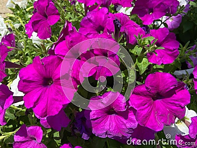 Pretty Purple Petunia Flowers in Summer in June Stock Photo