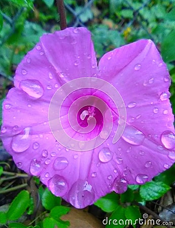 Pretty Purple Pink Waterdrop Trumpet Flower Blooming In Louisiana In Autumn Stock Photo