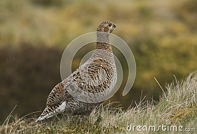 A beautiful rare female Black Grouse, Tetrao tetrix, standing in the moors on a rainy day. Stock Photo