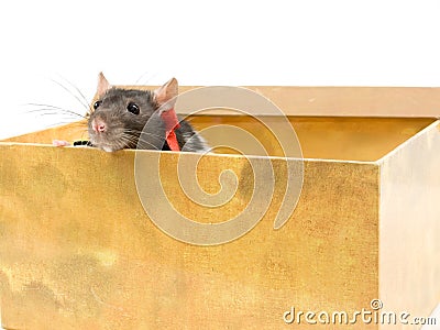 The pretty rat looks out of a box. Stock Photo