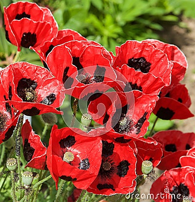 Pretty red and black poppies in a summery english garden Stock Photo