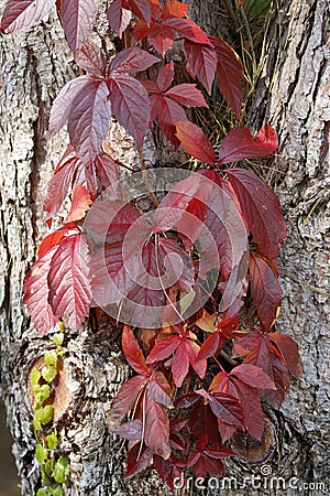 Pretty red leaves of Parthenocissus, virgin vine, on the bark o a black pine Stock Photo