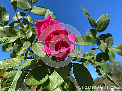 Pretty Red Rose, Green Leaves and Blue Sky Stock Photo