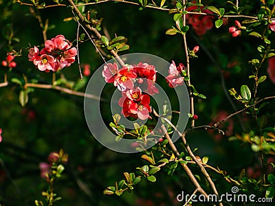 Pretty rich red flowers on small brush branches Stock Photo