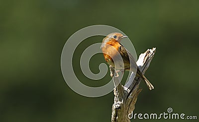 A pretty Robin, Erithacus rubecula, perched on a tree stump. Stock Photo