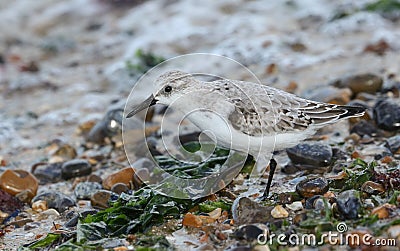 A Sanderling, Calidris alba, is feeding at the edge of the sea as the tide comes back in. Stock Photo