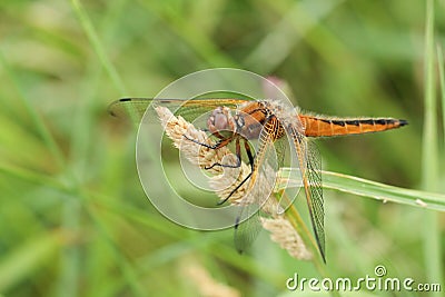A stunning Scarce Chaser Dragonfly Libellula fulva perching on a grass seed head. Stock Photo