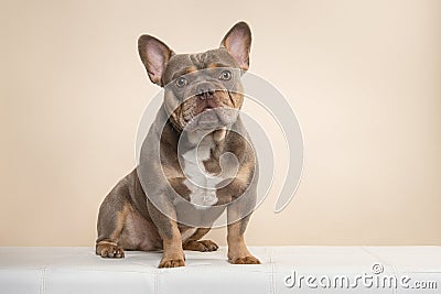 Pretty sitting french bulldog dog looking at the camera on a cream colored background Stock Photo