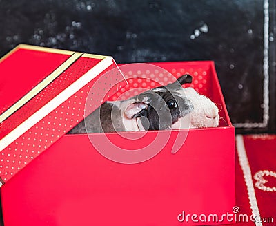 Skinny guinea pig sits in red box Stock Photo