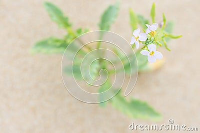 Pretty Small Delicate White Flower with Green Leaves Growing in the Sand on the Beach by the Ocean. Purity Tranquility Serenity Stock Photo