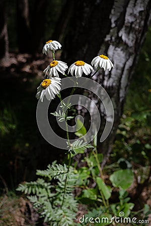 Pretty small white flowers camomile of Pyrethrum cinerariifolium. Organic insect repellent. Stock Photo