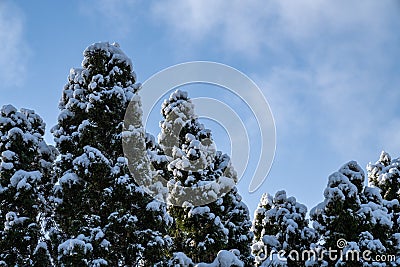 Pretty snow-covered pine treetops against a blue partly cloudy winter sky Stock Photo