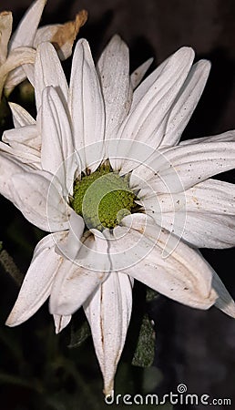 Pretty snow white flower Stock Photo