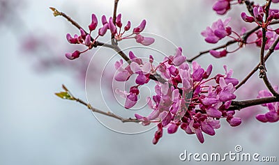 Pretty spring blooms on a Missouri Red Bud tree. Stock Photo