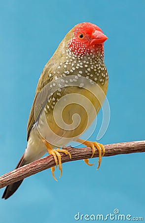 Pretty Star Finch from Australia Stock Photo