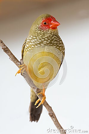 Pretty Star Finch from Australia Stock Photo