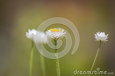 Pretty strawflowers in the late spring sunshine, with a shallow depth of field Stock Photo