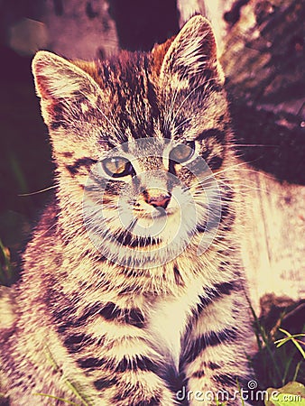 Pretty Striped Kitten Stock Photo