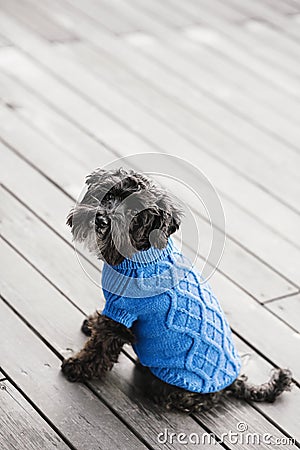 pretty sweet small little dog Miniature Schnauzer in blue pullover outdoor Stock Photo